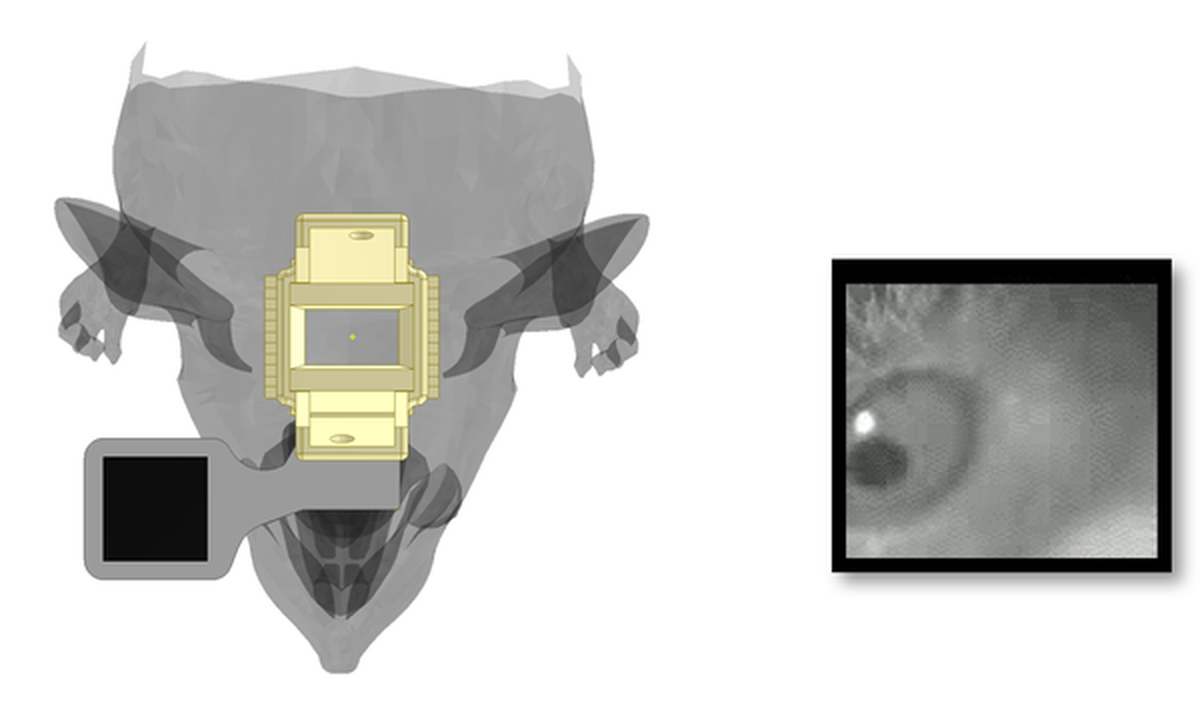 Head mounted eye camera