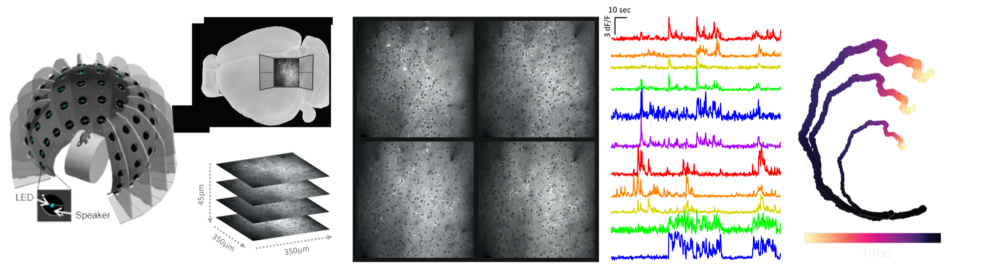 Multisensory stimulation apparatus, two-photon imaging across cortical layers, calcium traces and latent trajectory