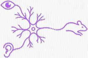 Neuronal Circuits and Behaviour Laboratory