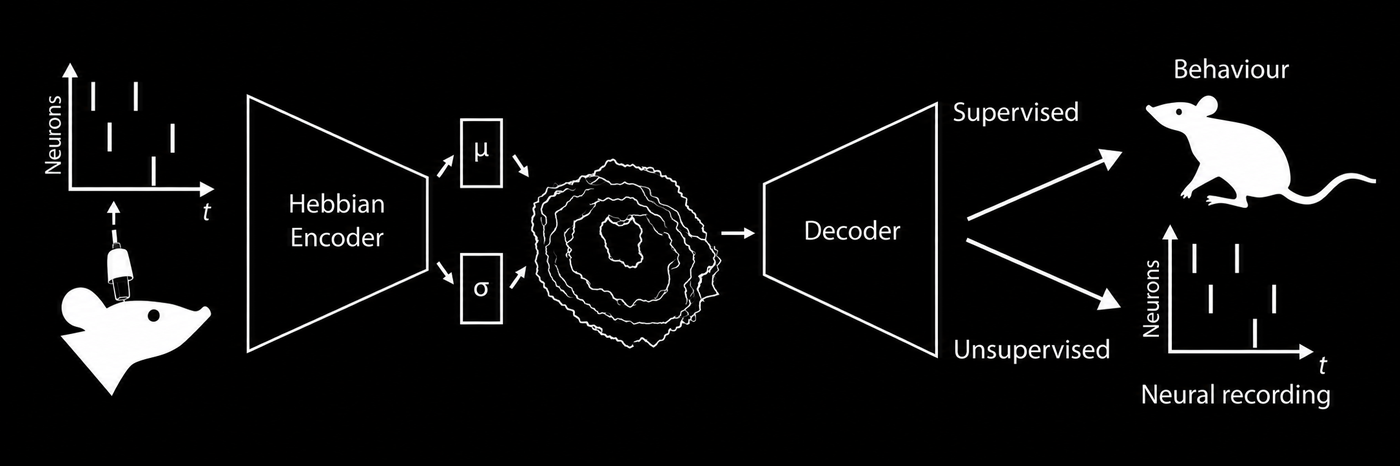 SPARKS — Hebbian encoder compressing neural spike data into a latent representation